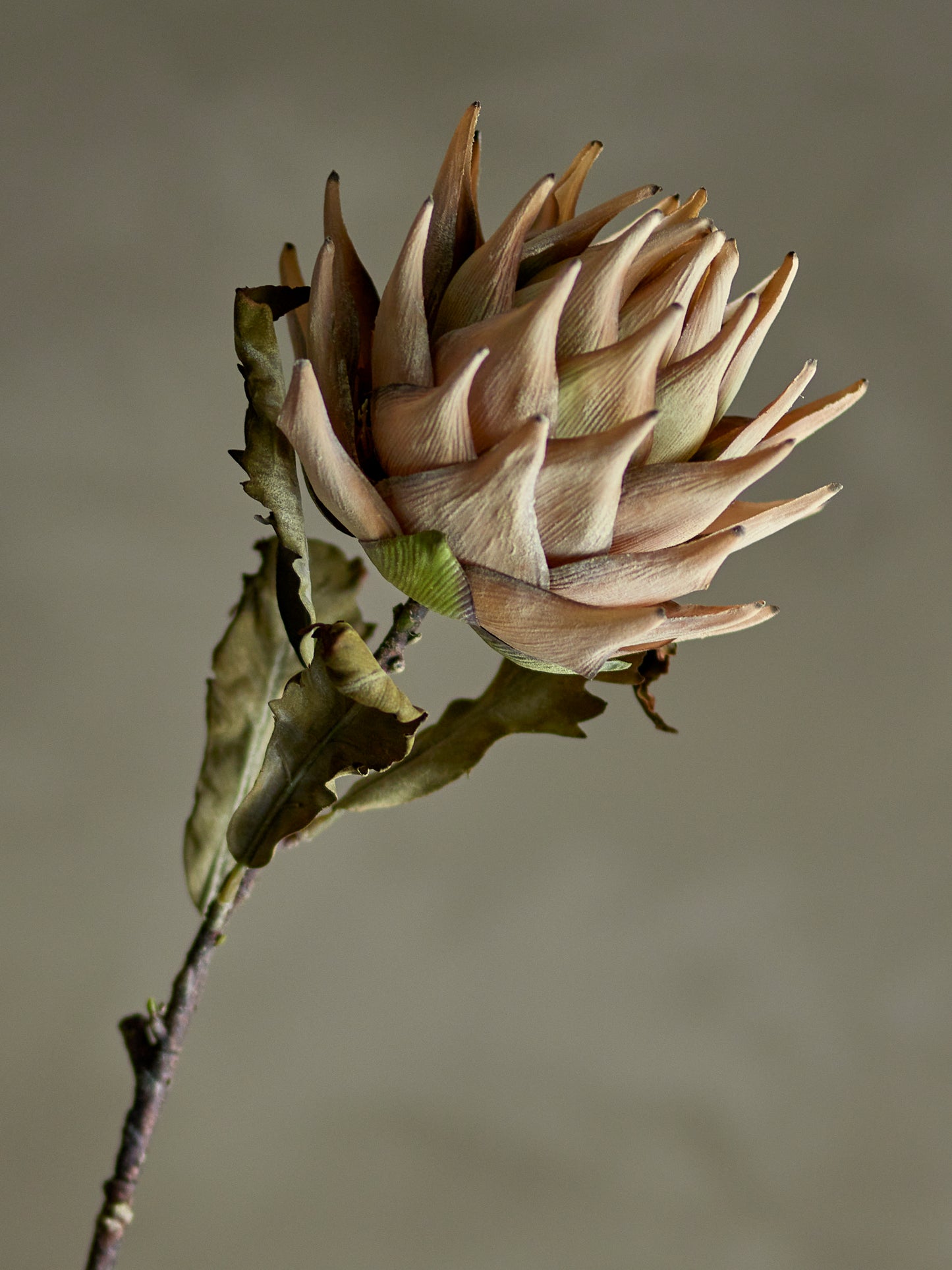 PROTEA TIGE NATURE - D20xH76cm