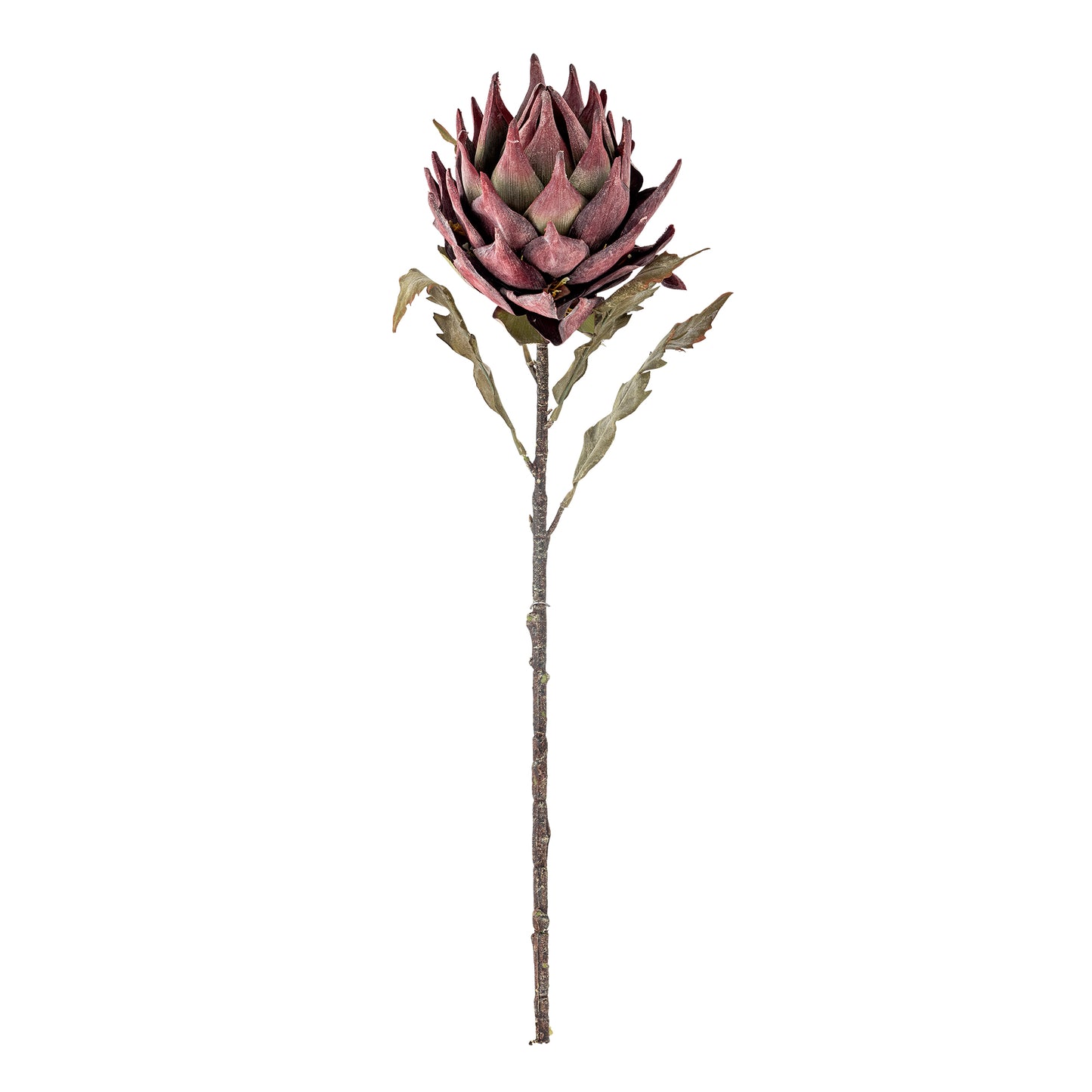 PROTEA TIGE VIOLETTE - D20xH76cm