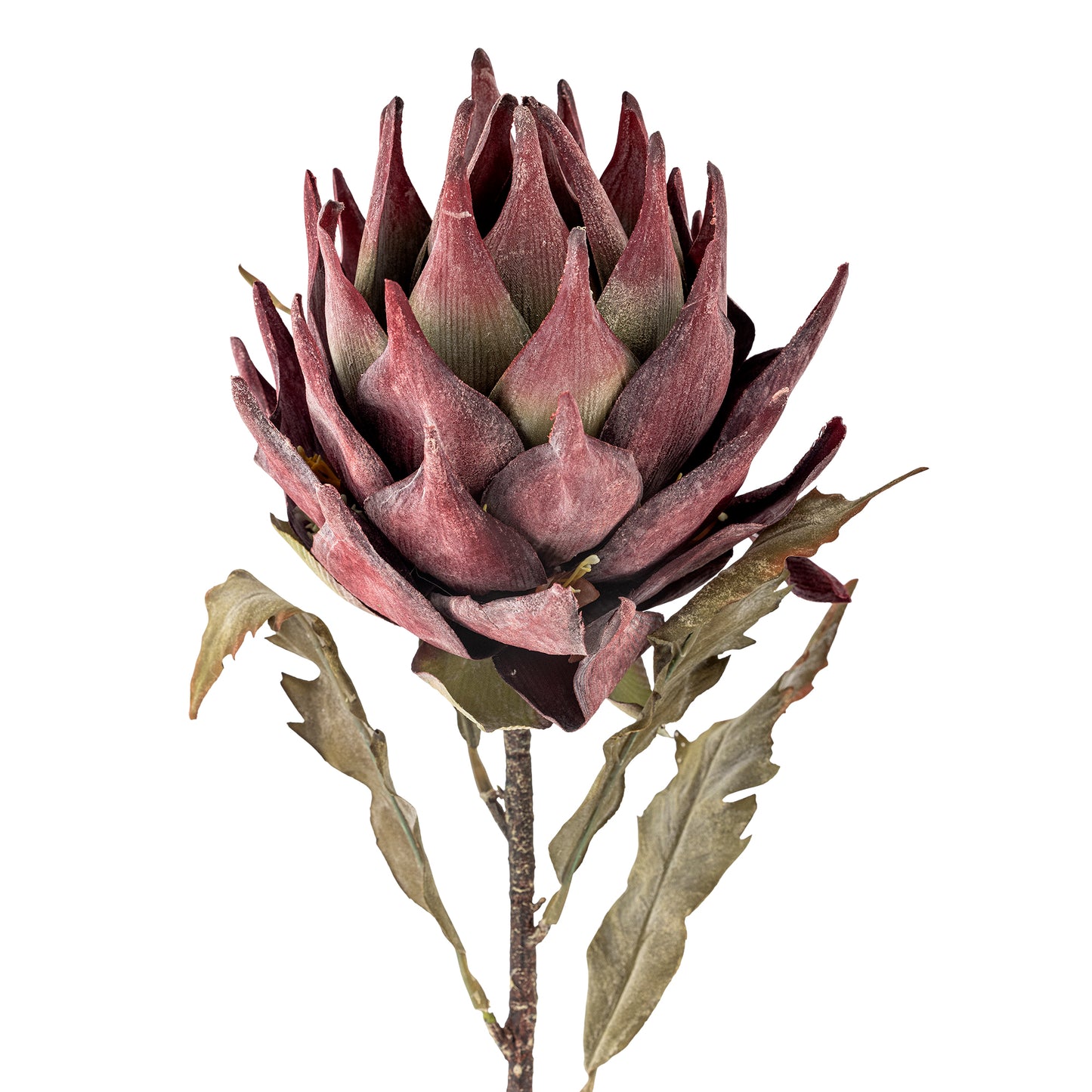PROTEA TIGE VIOLETTE - D20xH76cm