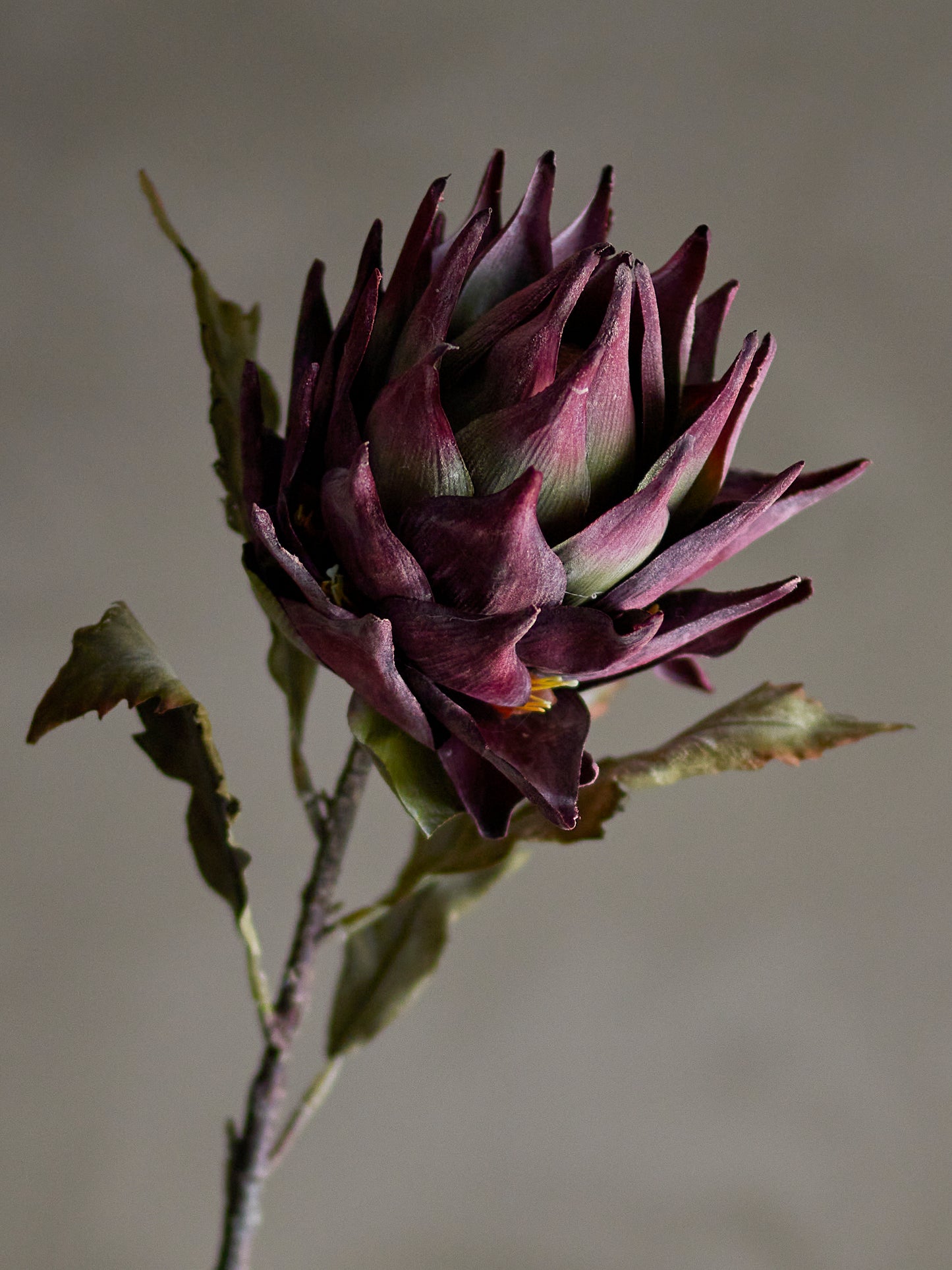 PROTEA TIGE VIOLETTE - D20xH76cm