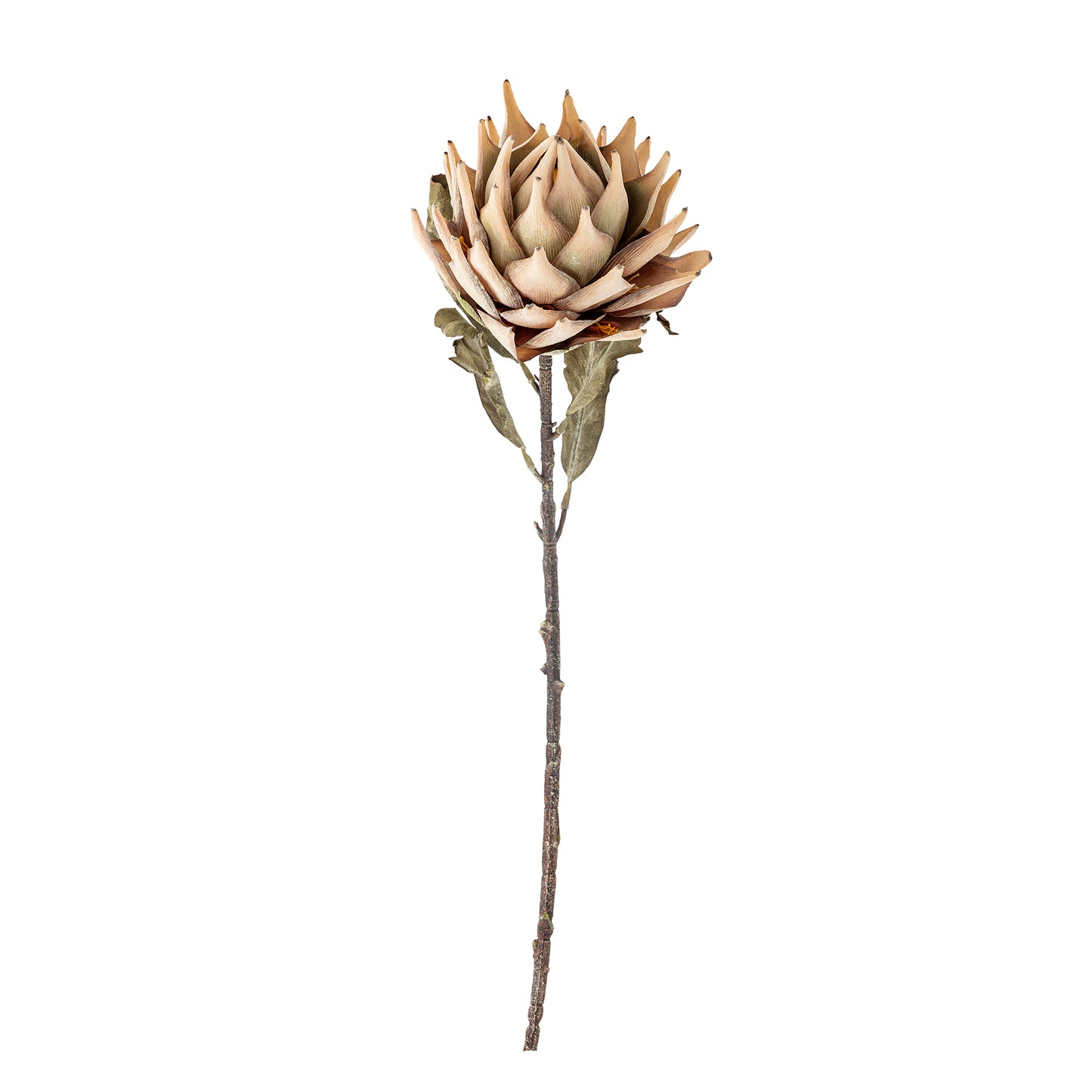 PROTEA TIGE NATURE - D20xH76cm