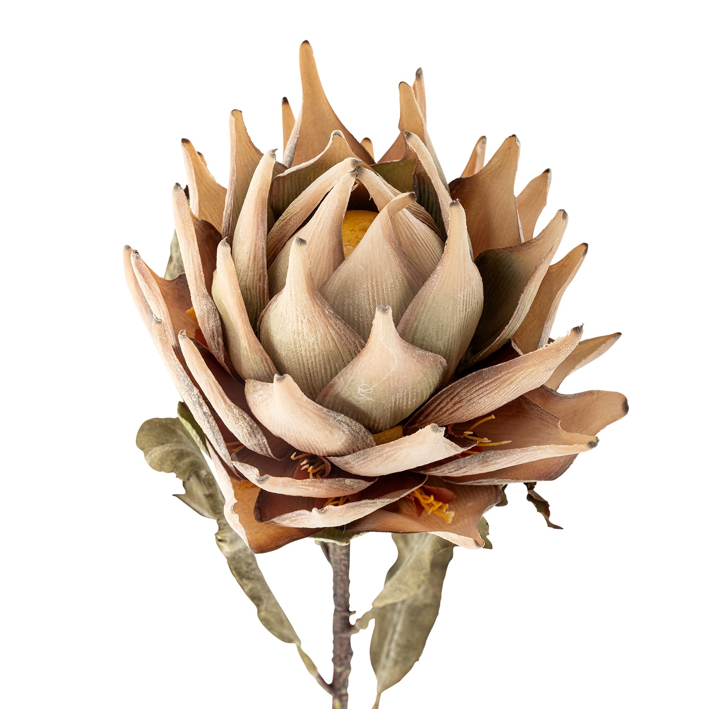PROTEA TIGE NATURE - D20xH76cm