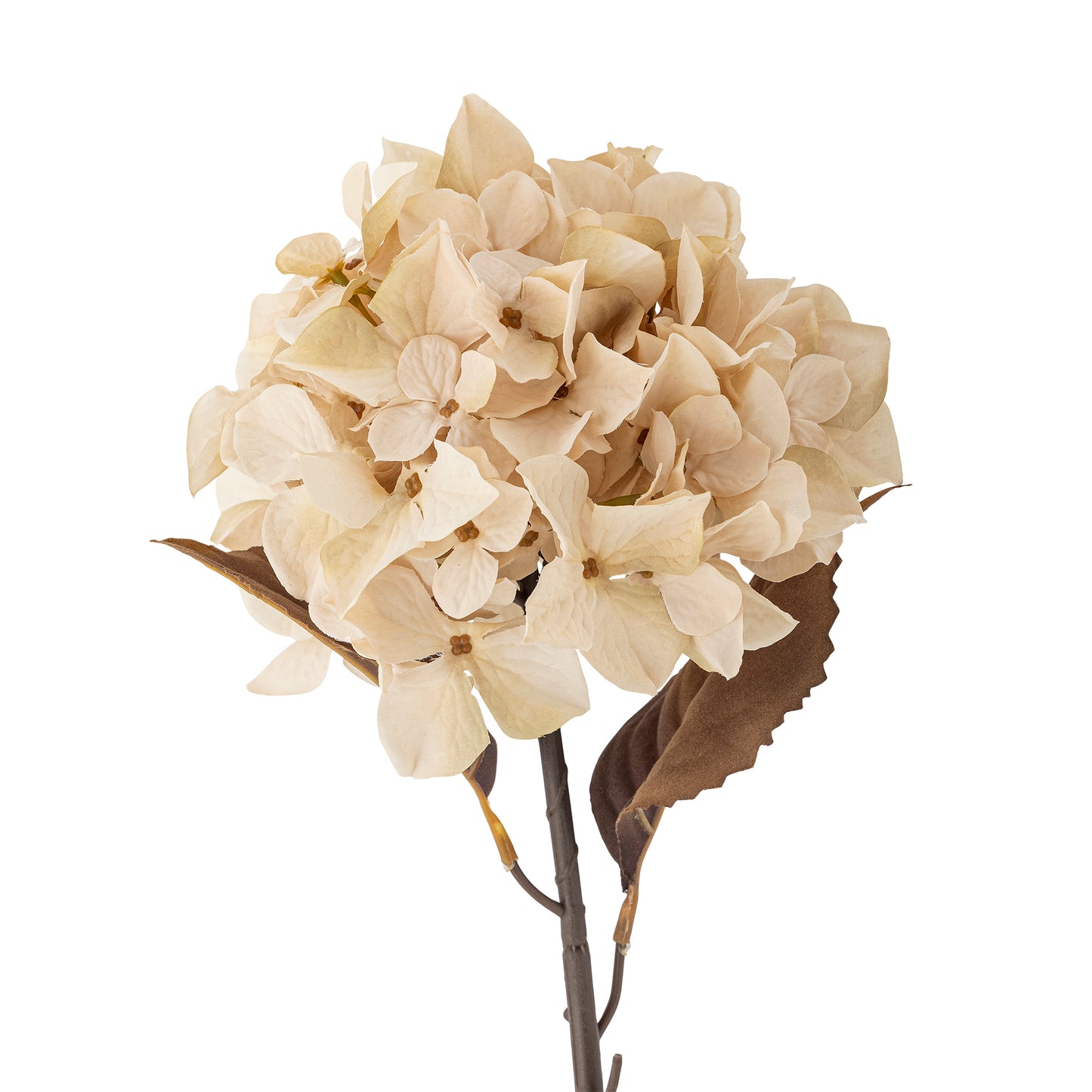 HORTENSIA TIGE NATURE - D20xH65cm