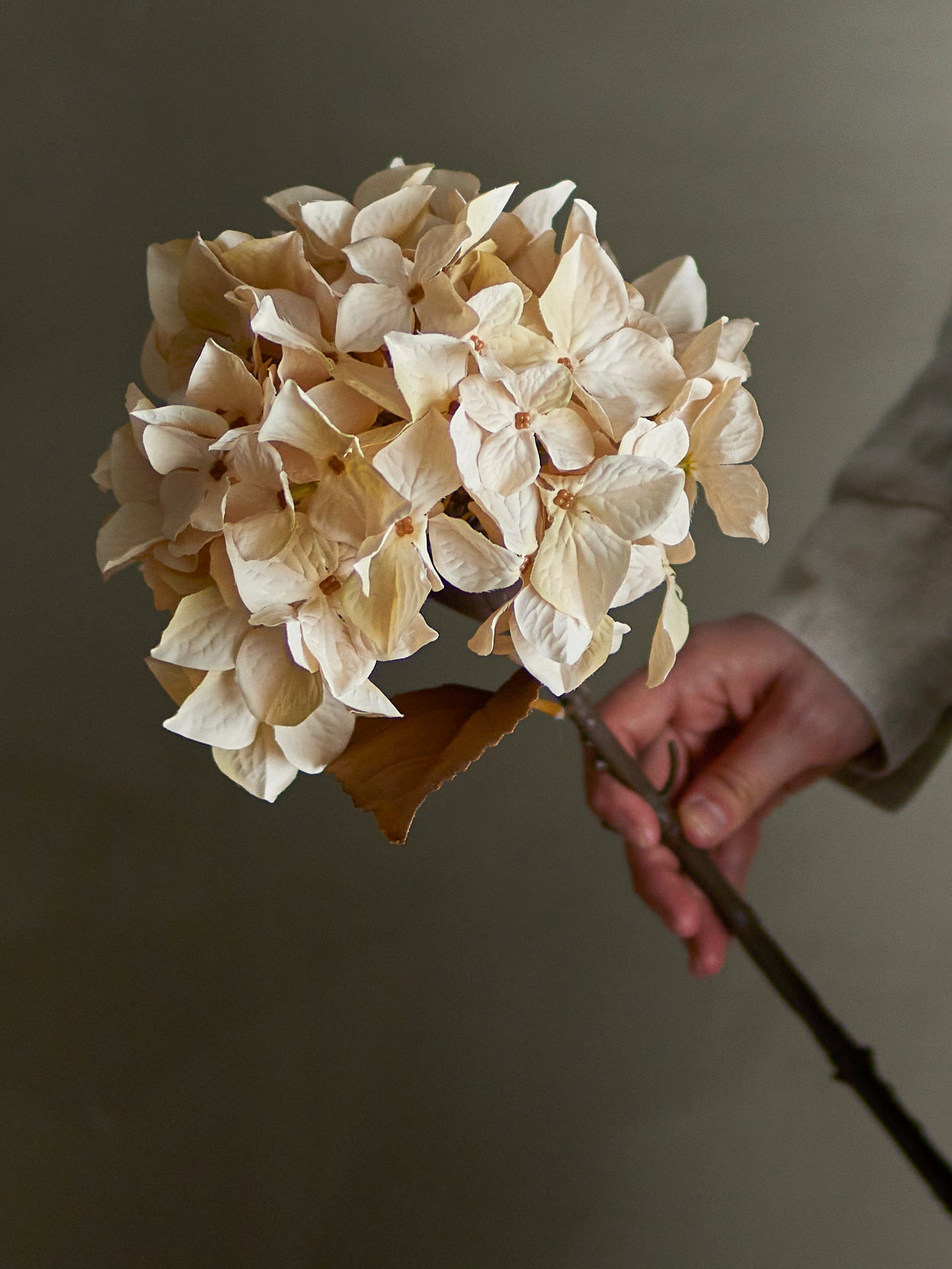 HORTENSIA TIGE NATURE - D20xH65cm