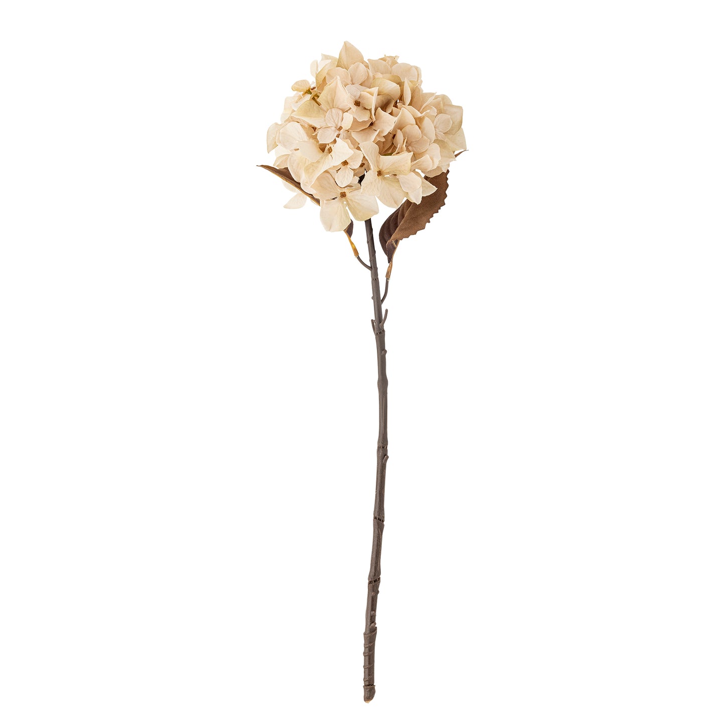 HORTENSIA TIGE NATURE - D20xH65cm
