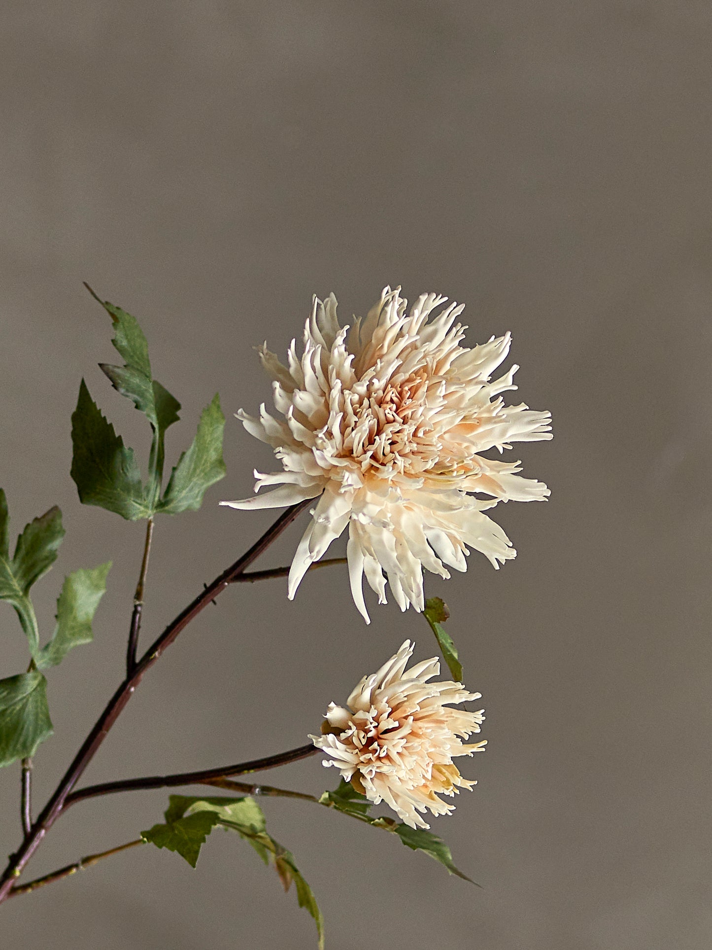 CHRYSANTHEME TIGE NATURE - D25xH80cm