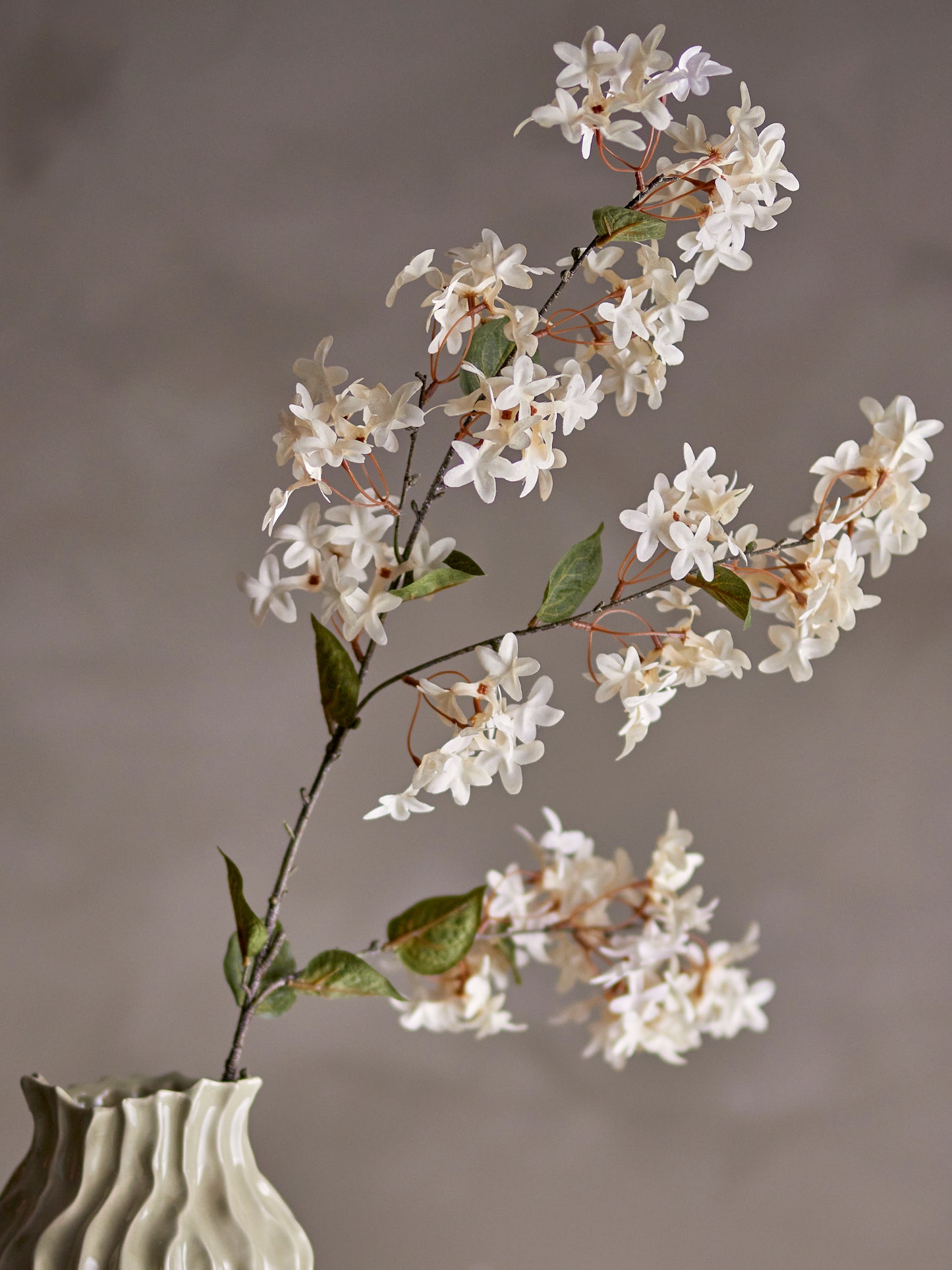 MYRTE TIGE BLANCHE - D20xH100cm