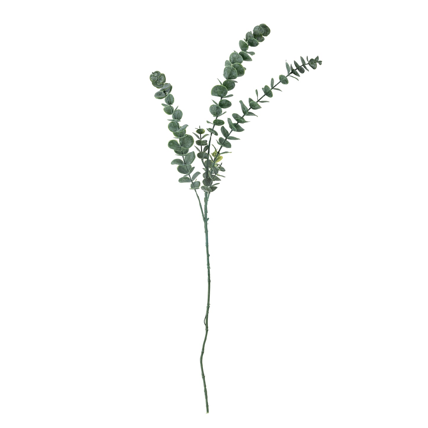 EUCALYPTUS TIGE VERTE - D19xH76cm