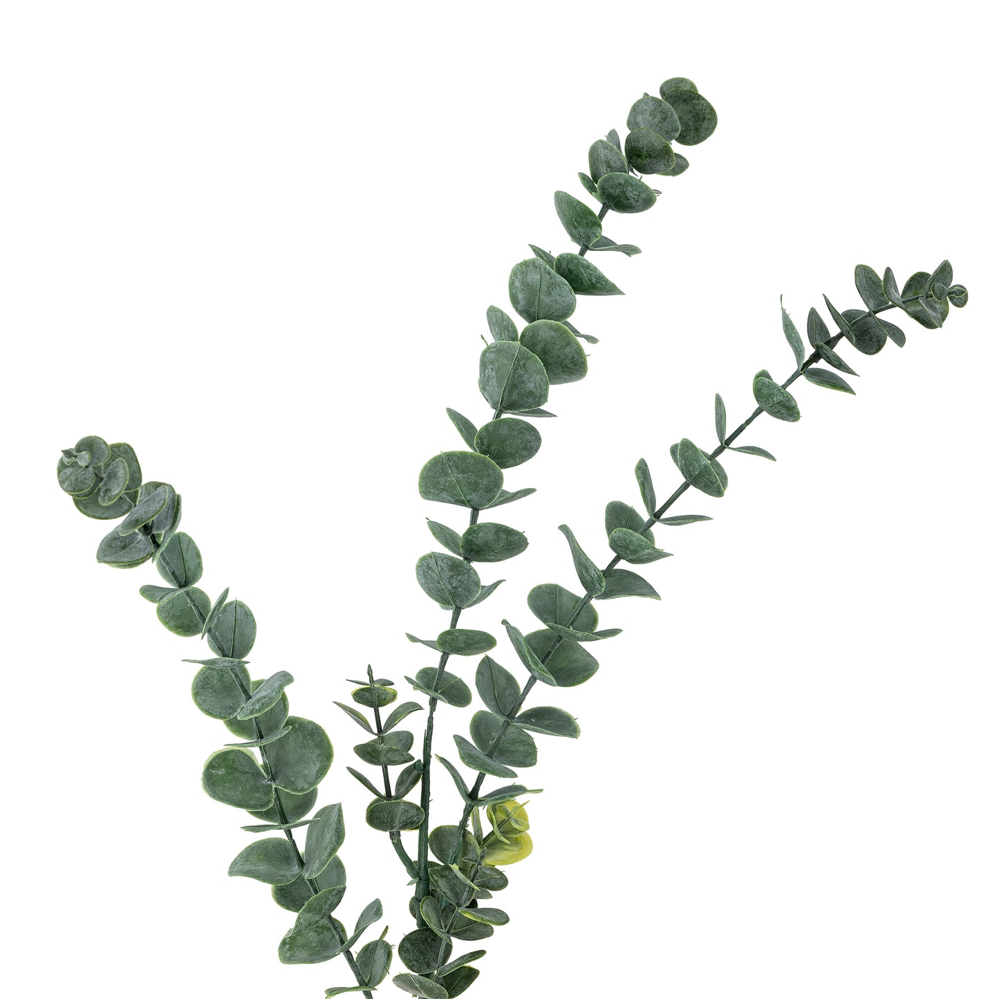 EUCALYPTUS TIGE VERTE - D19xH76cm